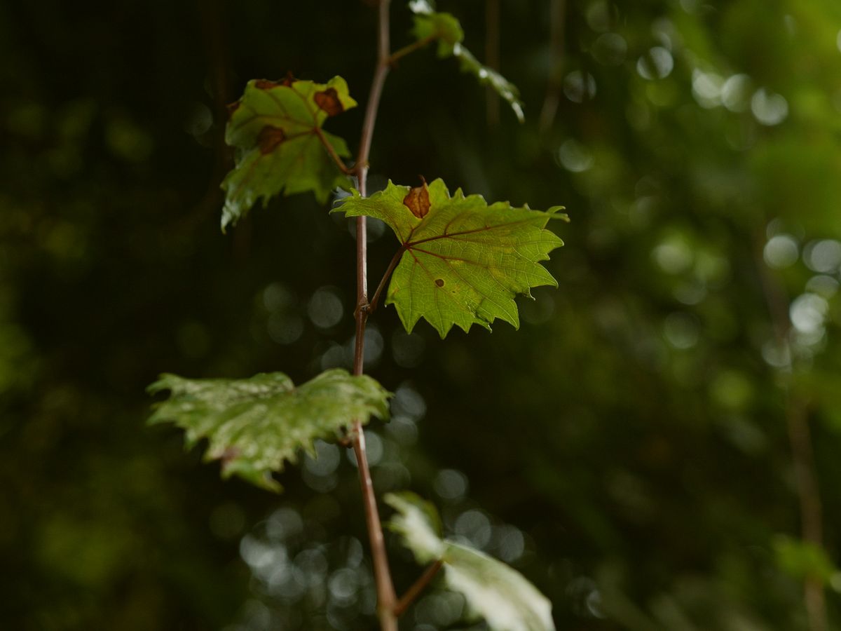 Backlit vine leaves against out-of-focus woodland.