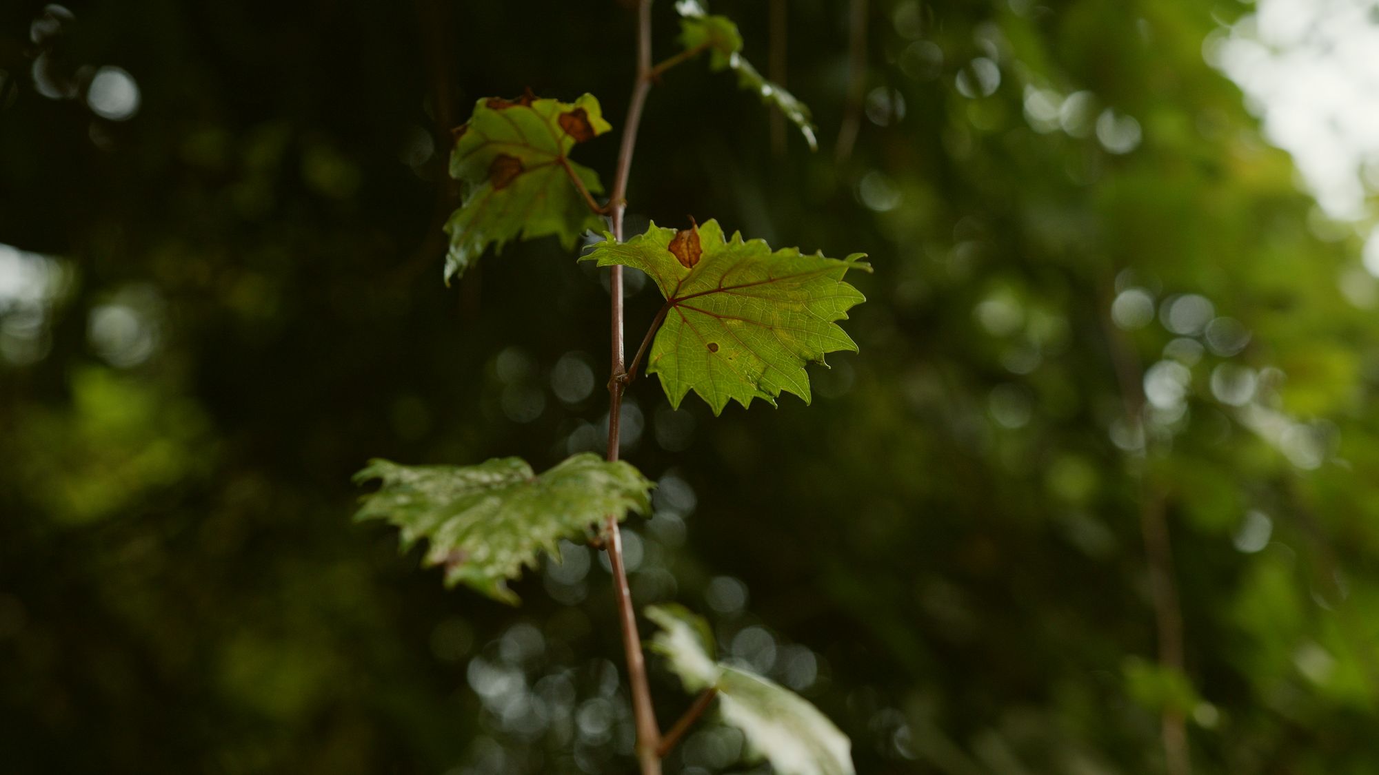 Backlit vine leaves against out-of-focus woodland.