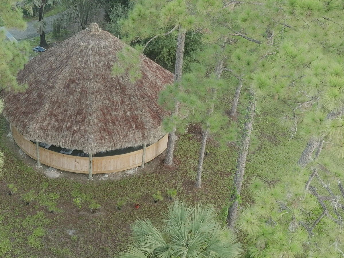 The thatched roof of the maloka seen from above, framed by pine canopy.