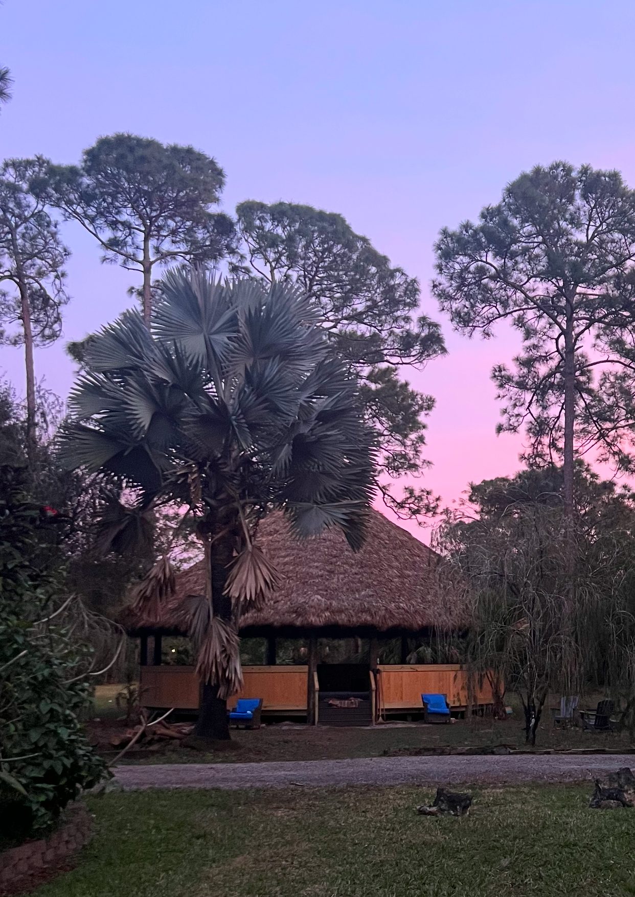 The maloka at dusk from across the grass, its thatched roof below a tall silver bismarck palm, the sky above running from violet into pink.