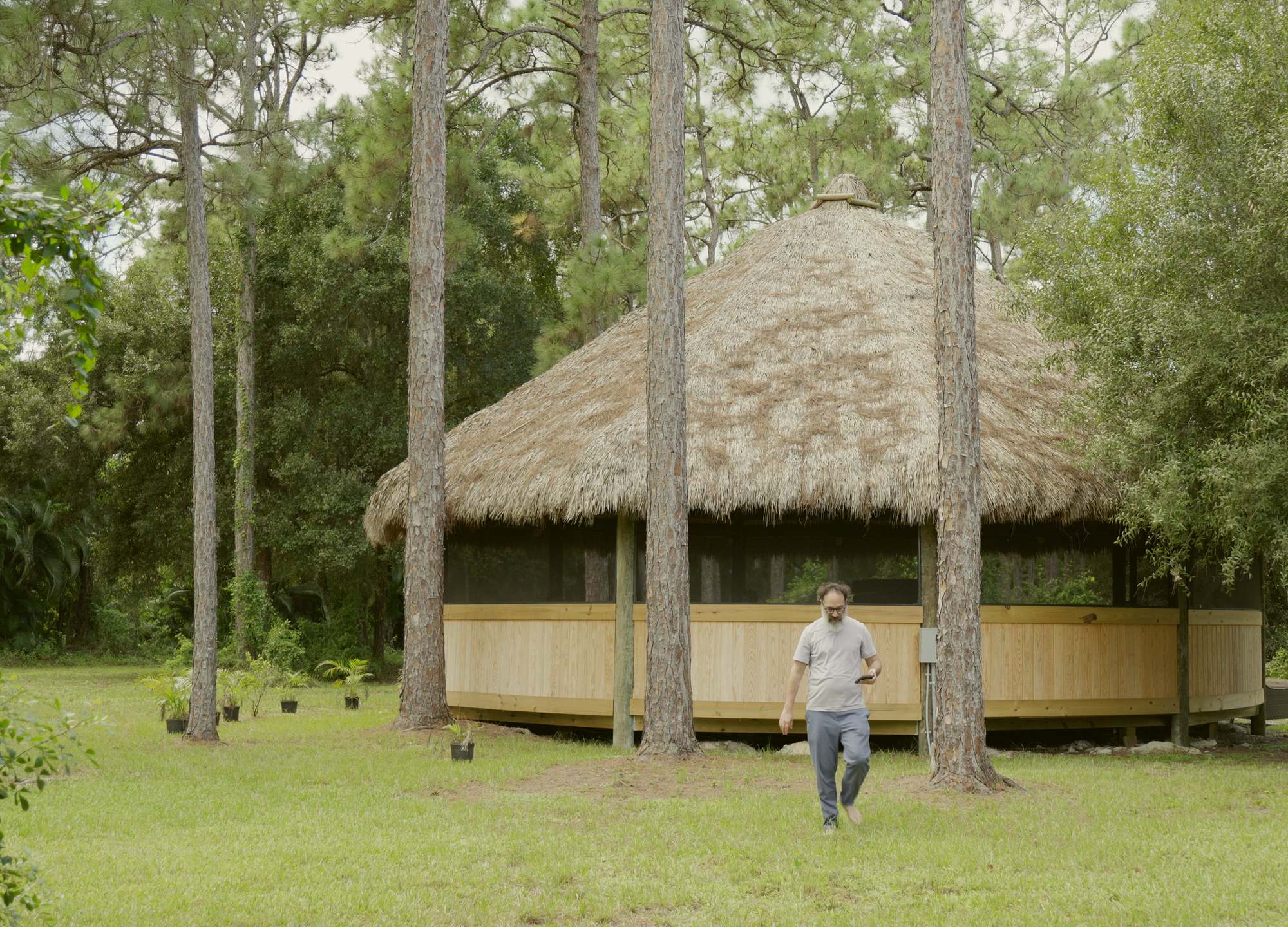 The maloka seen from across the grass between tall pine trunks, a person walking towards it.