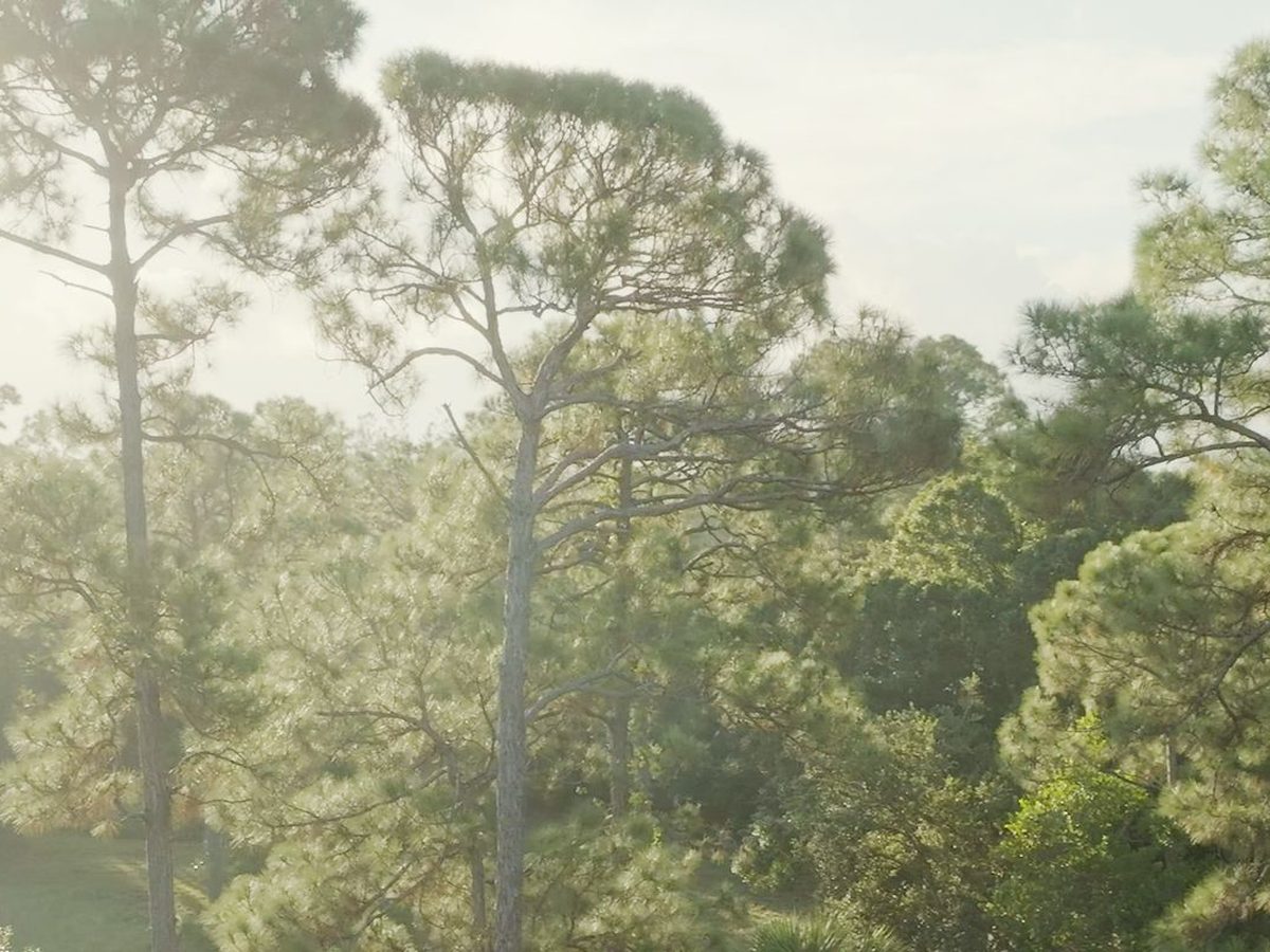 Sunlight through the crowns of tall pines.