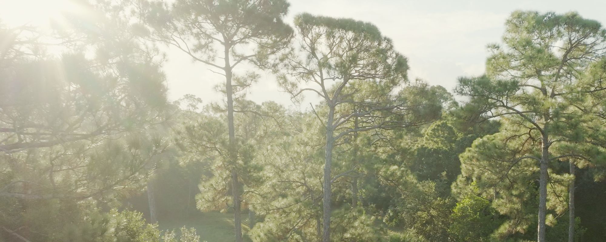 Sunlight through the crowns of tall pines.