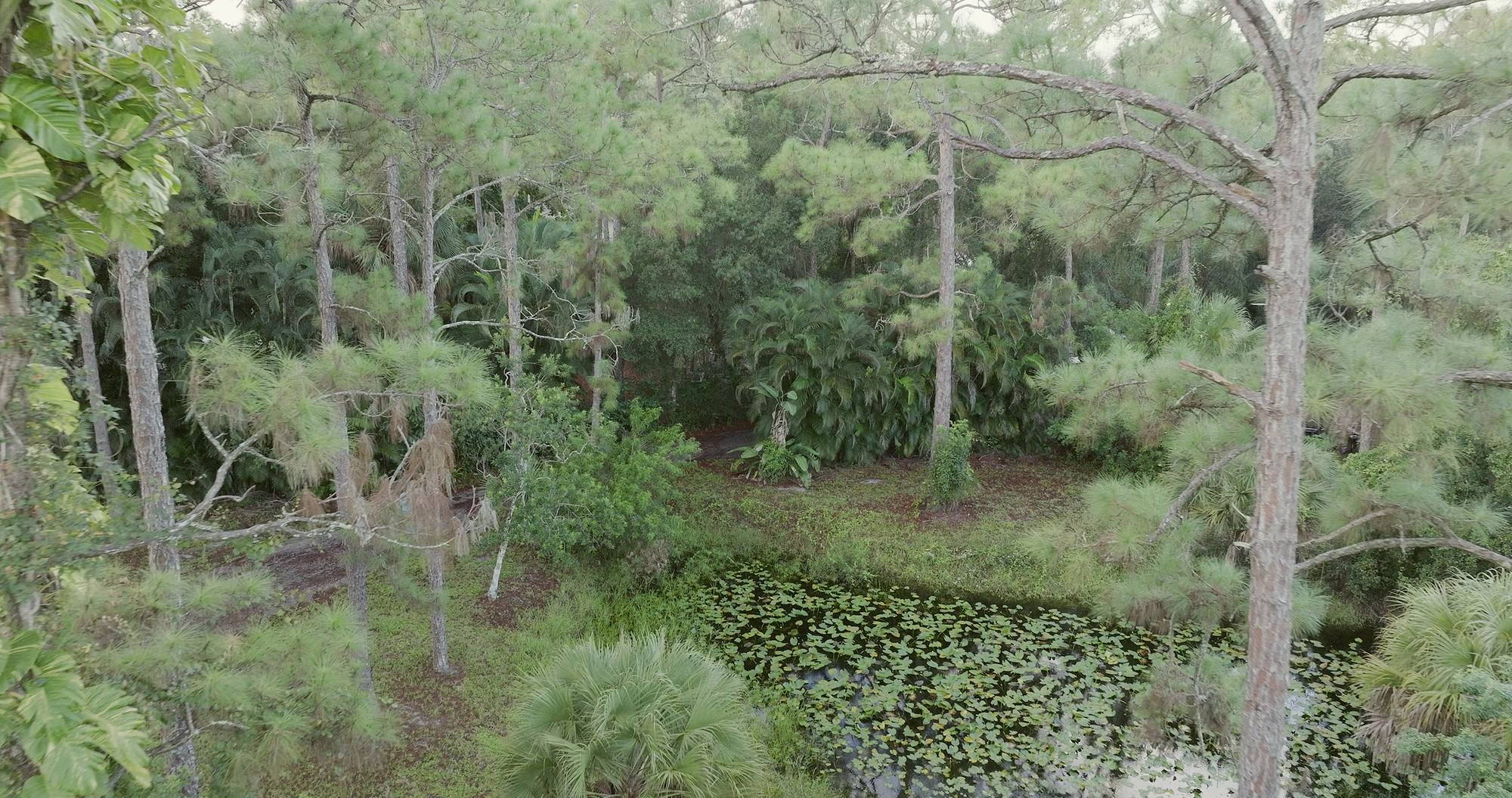 A lily-covered pond seen through a frame of pine and palm branches.